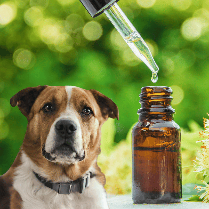 HOMEOPATIA VETERINÁRIA HOMEOPATIA VETERINÁRIA
