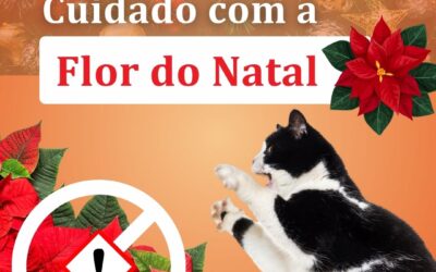 Cuidado com a Flor do Natal