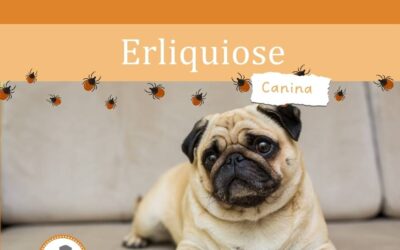 Doença do CARRAPATO: Erliquiose Canina