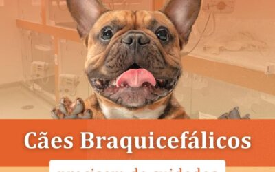 Cães Braquicefálicos