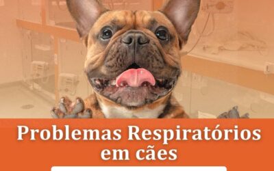 Problemas Respiratórios em Cães