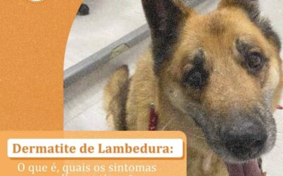 Dermatite de Lambedura: