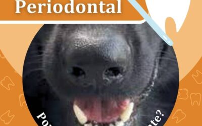Limpeza Periodontal: Por que é tão importante?