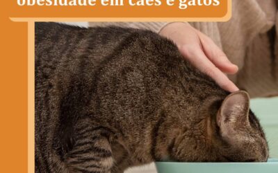 5 Dicas para Prevenir a Obesidade em Cães e Gatos